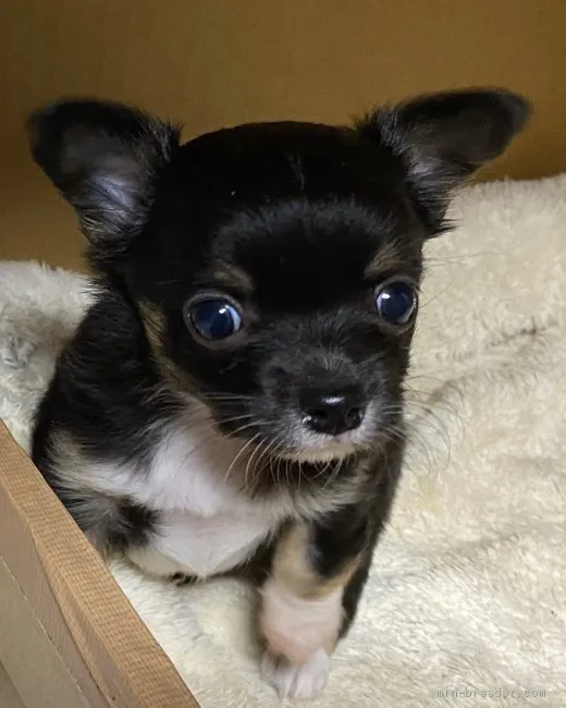 ID:2009-01798の子犬