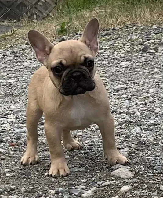 ID：2011-01084の子犬