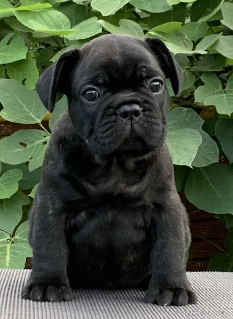 ID:2008-03663の子犬