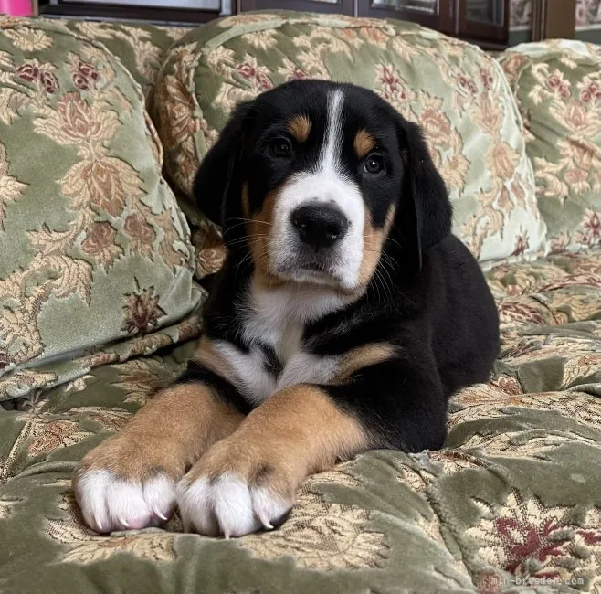 T.T 様のお迎えした子犬