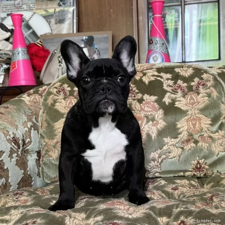 ID：2310-05042の子犬
