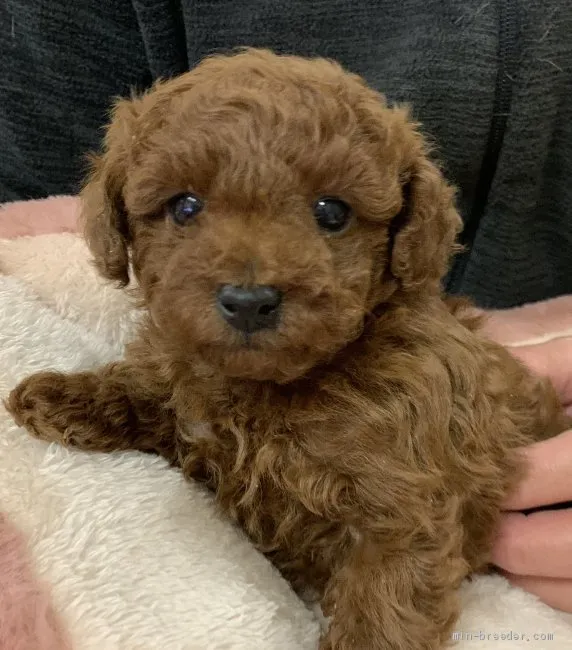 くり 様のお迎えした子犬