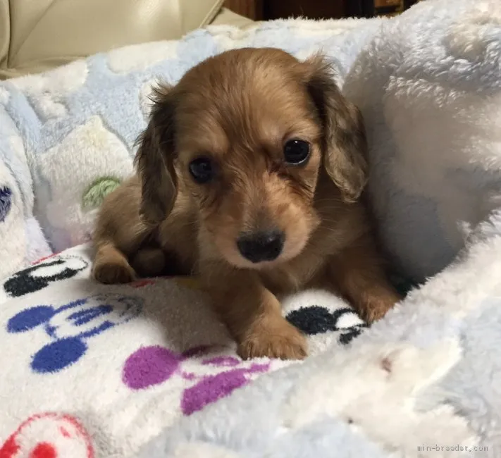 ID：1911-00276の子犬