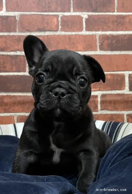 ID:2110-02186の子犬