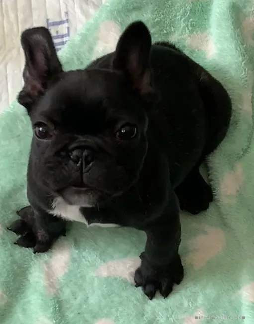 hellojunji 様のお迎えした子犬