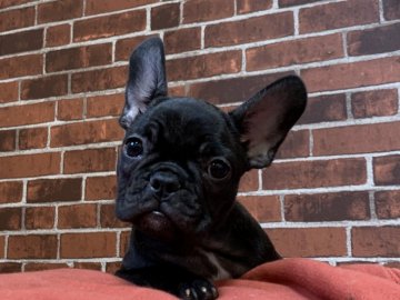 フレンチブルドッグ【三重県・女の子・2020年12月5日・ブリンドル】の写真「❤甘えん坊Girl❤️」