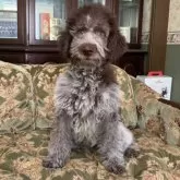 ロマーニャ・ウォーター・ドッグ【三重県・男の子・2024年6月25日・ブラウンローン】の写真2