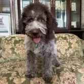 ロマーニャ・ウォーター・ドッグ【三重県・男の子・2024年6月25日・ブラウンローン】の写真3