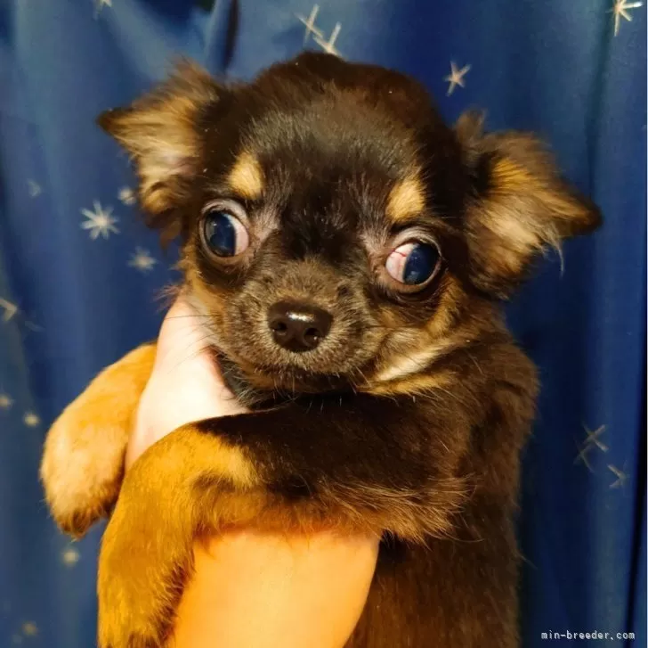 ID：2403-03380の子犬