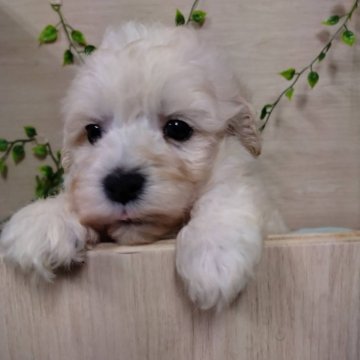 マルプー(マルチーズ×トイプードル)【静岡県・男の子・2024年8月25日・クリーム】の写真「甘えん坊な男の子(*´ω｀*)」