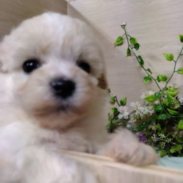 マルプー(マルチーズ×トイプードル)【静岡県・女の子・2024年8月25日・クリーム】の写真「マイペースでおっとりな女の子( ơ ᴗ ơ )」