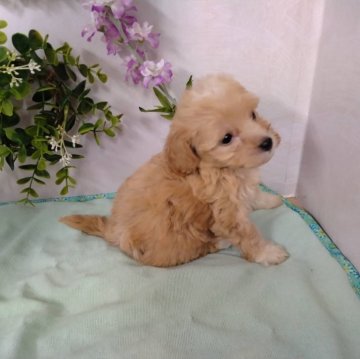 マルプー(マルチーズ×トイプードル)【静岡県・女の子・2024年8月1日・レッドアンドホワイト】の写真「温厚な女の子」