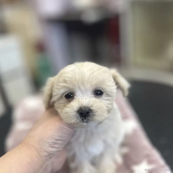 ID：2501-01640の子犬