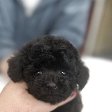 タイニープードル【岐阜県・女の子・2025年4月22日・ブラック】の写真「胴が短くて小さめのオメメくりくりですごく可愛い子で」