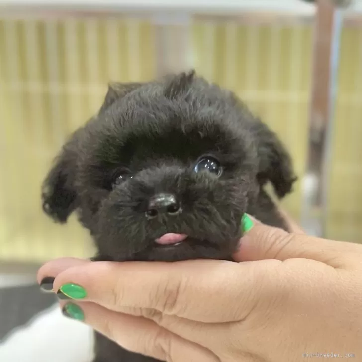 ID：2407-04185の子犬