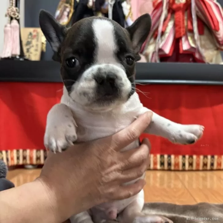 M.M 様のお迎えした子犬