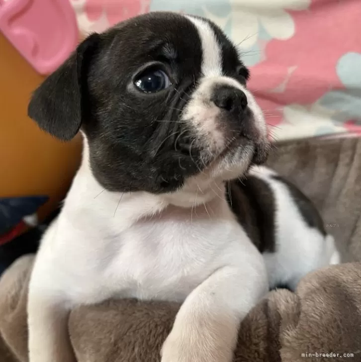 ID：2501-07212の子犬