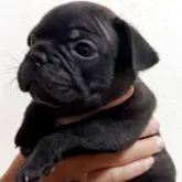 フレンチブルドッグ