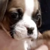 ボクサー