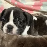 フレンチブルドッグ【静岡県・男の子・2024年12月24日・パイド】の写真5