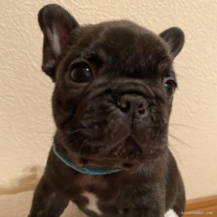 ID：2207-02146の子犬