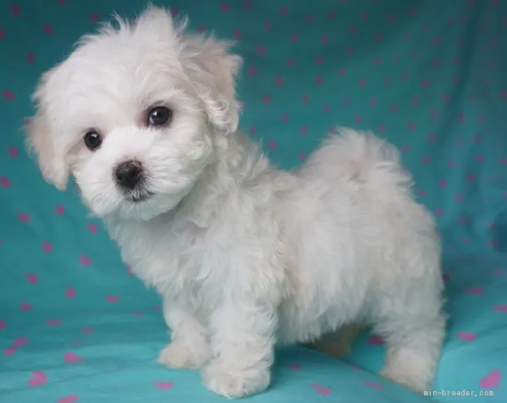ID:1911-01849の子犬