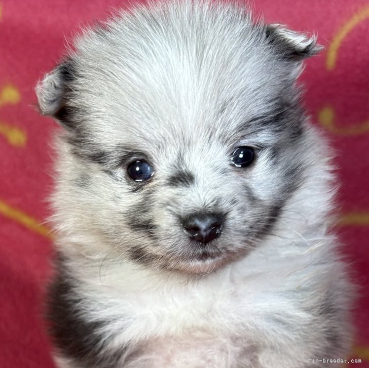 ブリーダー画像