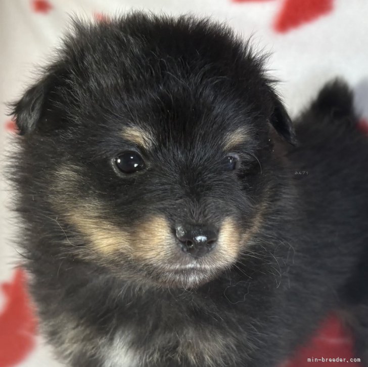 ブリーダー画像