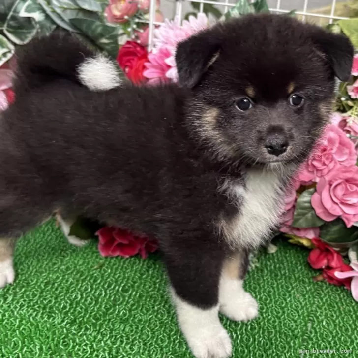 ID:2508-06923の子犬