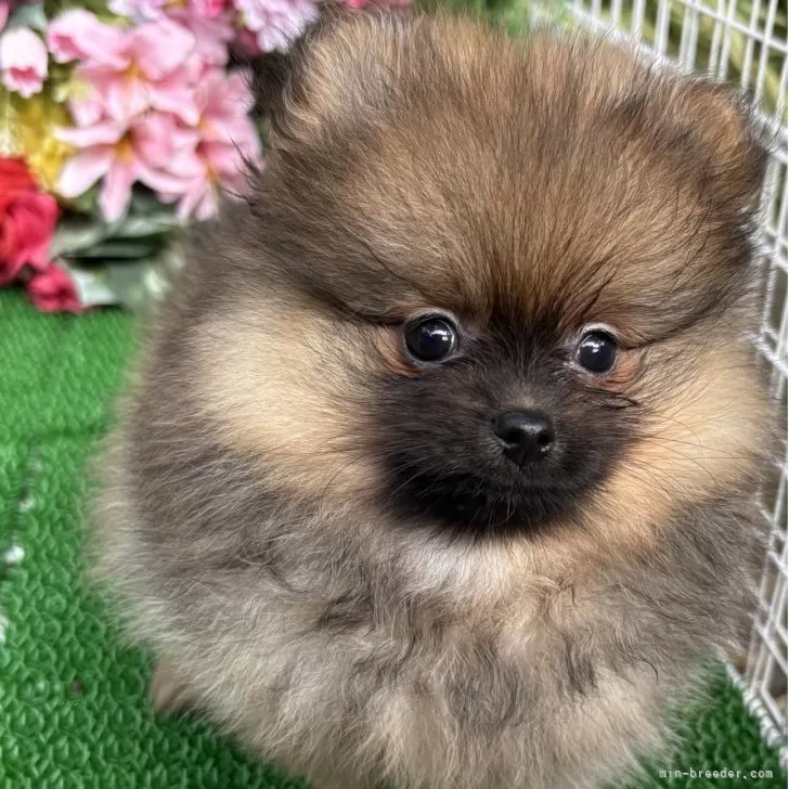 ID：2508-06948の子犬