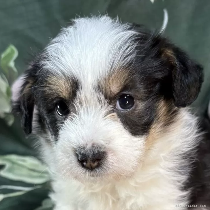 ID:2412-07115の子犬