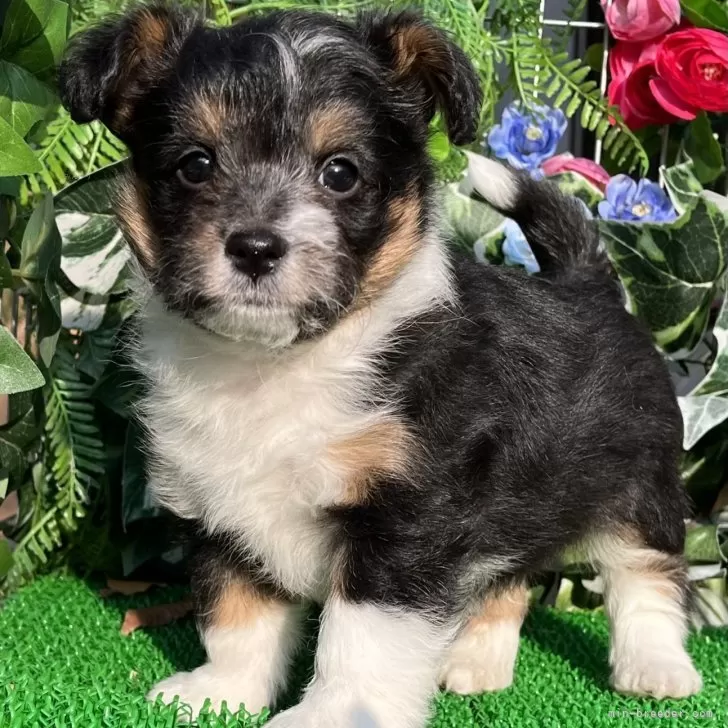 ID：2412-07160の子犬