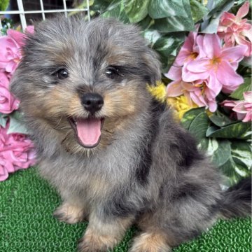 ポメポメプー(ポメラニアン×ポメプー)【東京都・男の子・2025年4月26日・ブルーマール】の写真「ミックスでは珍しいブルーマールの素敵な男の子🤗」