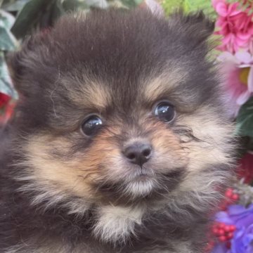 ポメラニアン【東京都・女の子・2025年10月25日・ブラックタン】の写真「超小柄の最高に可愛いブラックタンの女の子🎀」