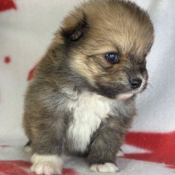 ポメラニアン【東京都・男の子・2025年10月25日・オレンジ/ホワイト】の写真「胸元のホワイトが豪華に目立つポメラニアン君です💐」