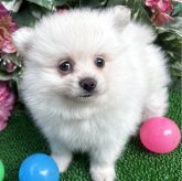 ポメラニアン