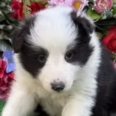 シェットランドシープドッグ