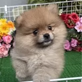 ポメラニアン