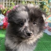 シェルポメ(ポメラニアン×シェルティ)