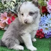 シェットランドシープドッグ