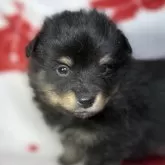 シェルポメ(ポメラニアン×シェルティ)【東京都・男の子・2025年10月10日・ブラックタン】の写真2