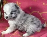 シェルポメ(ポメラニアン×シェルティ)【東京都・女の子・2025年10月10日・ブルーマール/ホワイト】の写真5