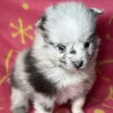 シェルポメ(ポメラニアン×シェルティ)【東京都・女の子・2025年10月10日・ブルーマール/ホワイト】の写真6