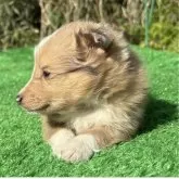 シェットランドシープドッグ【東京都・女の子・2025年3月11日・セーブル/ホワイト】の写真7