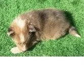 シェットランドシープドッグ【東京都・女の子・2025年3月11日・セーブル/ホワイト】の写真8