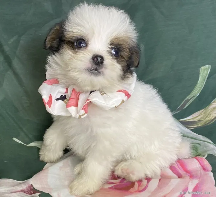 ID：2204-00915の子犬