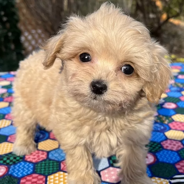ID：2404-00737の子犬