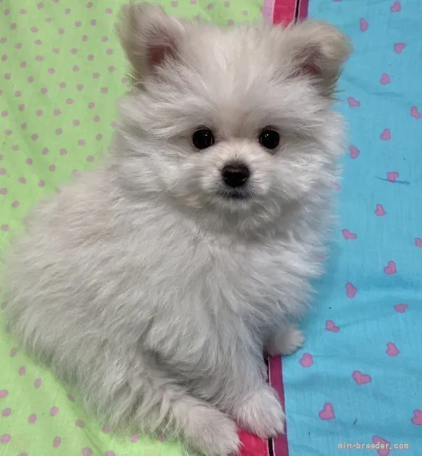 ID:2103-00277の子犬