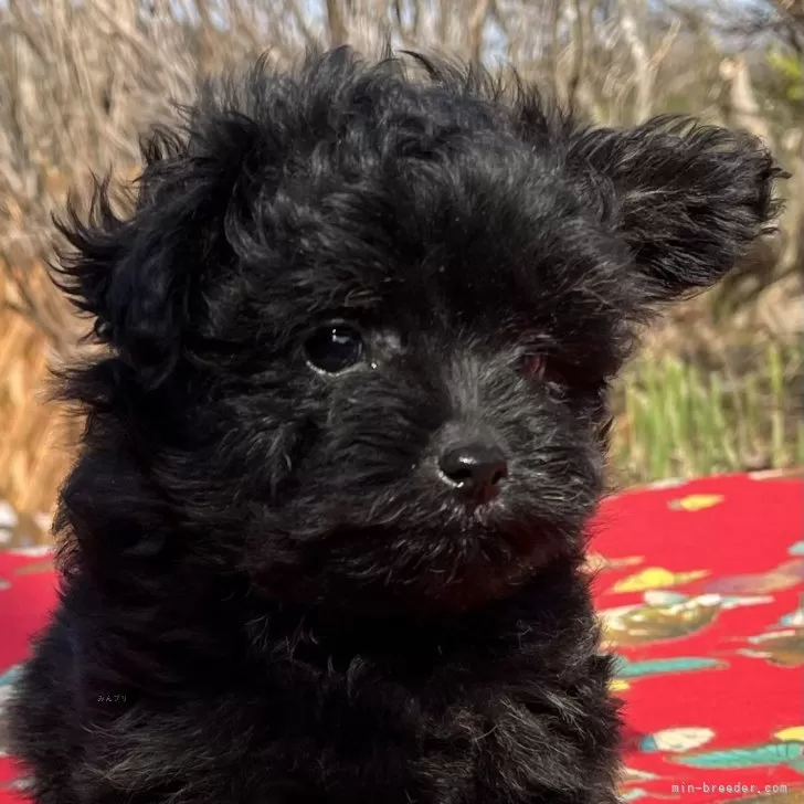ID：2404-00483の子犬