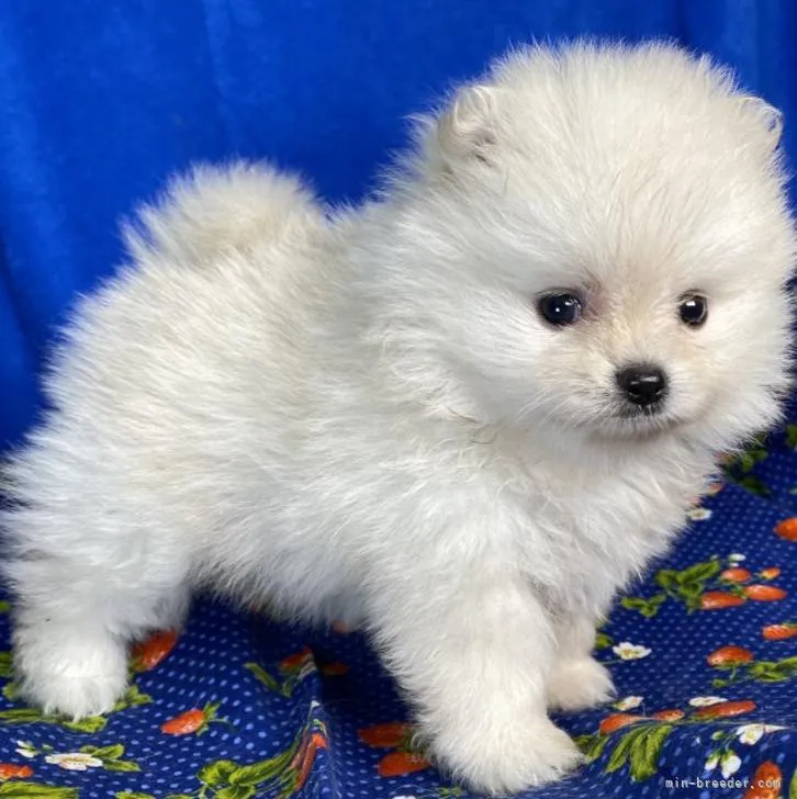 ID:2210-02764の子犬